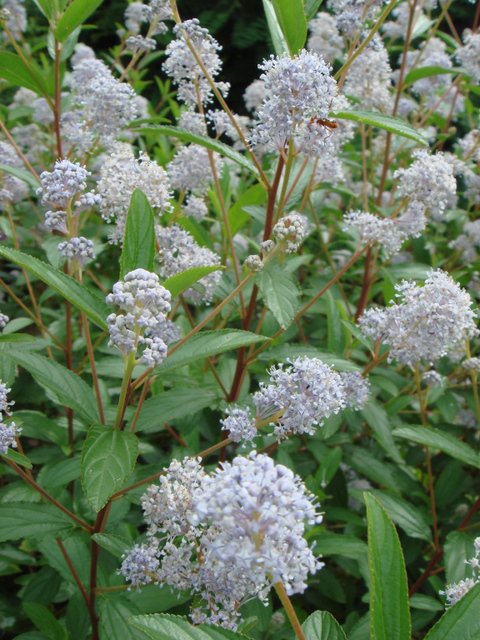 Ceanothus x delilianus fleur
